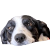 Bruce Wayne Dog 21