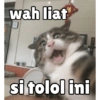 Meong yg ramah 16