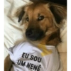 Pets fofos  24