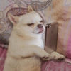 Más y Más Perritos 🐶🐾 8