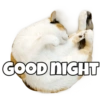 GOOD NIGHT