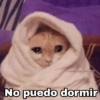 ✨Gatitos con frases😺✨3 11