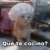 ✨Gatitos con frases😺✨3 15