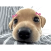 Dogs!  7