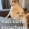 😸 Gatos pal chat 😎🤙 2 12