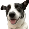 Bruce Wayne Dog 11