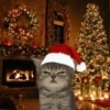 Natal cat. | @ocenferios Haki. 5