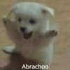 Abrachoo