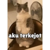 Meong yg ramah 24