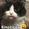 ✨Gatitos con frases😺✨3 8