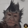 🌴🐒Monkey Crazy🐒🌴 🔥金Montana金🔥 28