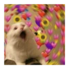 Explosão de amor 27