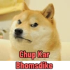 Cats and dogs funny 13