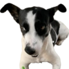 Bruce Wayne Dog 9