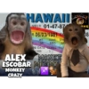 🌴🐒Monkey Crazy🐒🌴 🔥金Montana金🔥 30