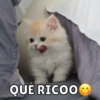 Michis Para Ti pt.2🐱❤️ 21