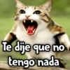 Meowl|Gato|Michi 🐈🦉 7