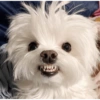 Pets fofos  13