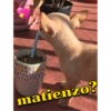 matienzo?
