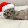 Natal cat. | @ocenferios Haki. 10