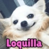 Loquilla
