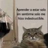 😸 Gatos pal chat 😎🤙 2 5