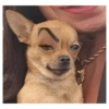 Shitpost Random 2 19