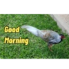 Good Morning 9