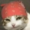 Funny cats meme 11