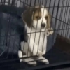 Más y Más Perritos 🐶🐾 18