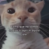 Animalitos Anti-depresivos 3 😼 9