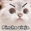 ✨Gatitos con frases😺✨3 5