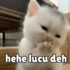 Meong yg ramah 7