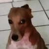 Apoco si tilin? xd 17