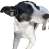 Bruce Wayne Dog 24