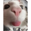 Pets fofos  19