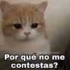 ✨Gatitos con frases😺✨3 10
