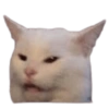 Funny Cats 6
