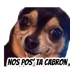 Pal chisme 13