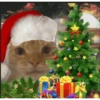 ENTÃO É NATAL 🎄❤️ 7