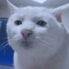 ANIMAIS FOFOS 5