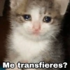 ✨Gatitos con frases😺✨3 14