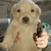 Meme dogs 16
