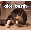 Meong yg ramah 10