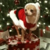 Animalitos Navideños 12