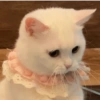 Kucing lucu 10