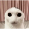 Animais engraçados 4 11