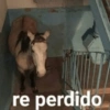 re perdido