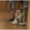 Animais engraçados 4 14