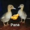 Pana